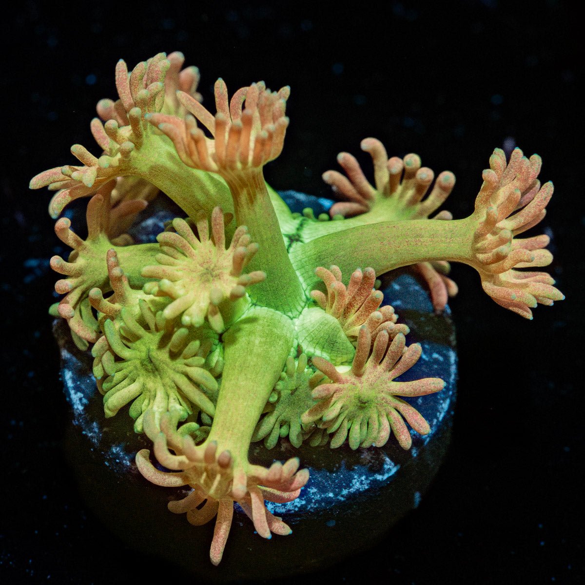 Lovers Goniopora - riptide aquaculture llc