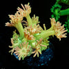 Lovers Goniopora - riptide aquaculture llc