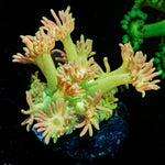 Lovers Goniopora - riptide aquaculture llc