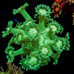 Toxic Green Goniopora - riptide aquaculture llc