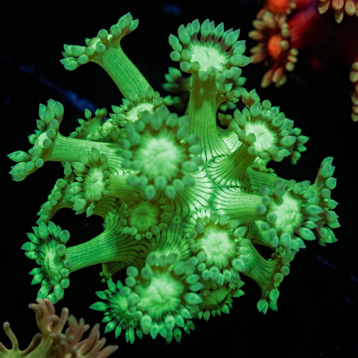 Toxic Green Goniopora - riptide aquaculture llc