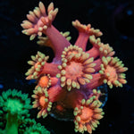 IronMan Goniopora - riptide aquaculture llc