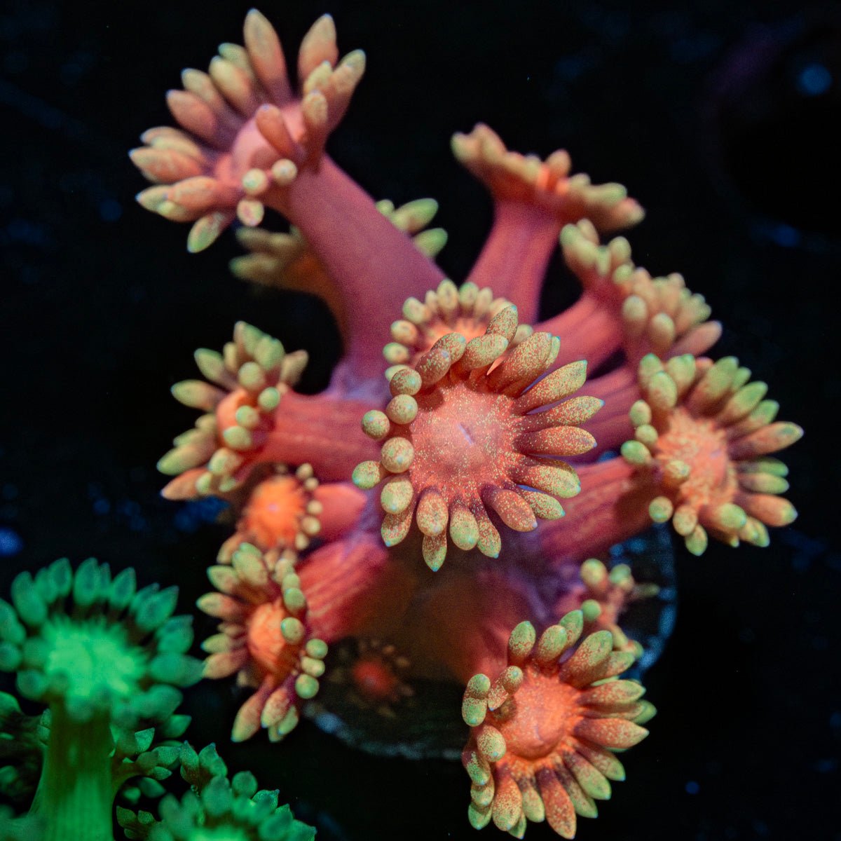 IronMan Goniopora - riptide aquaculture llc
