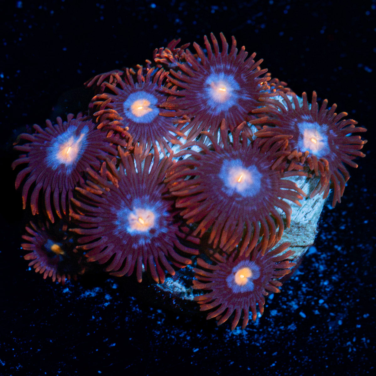 Stitches Zoanthid Coral colony growth in reef aquarium