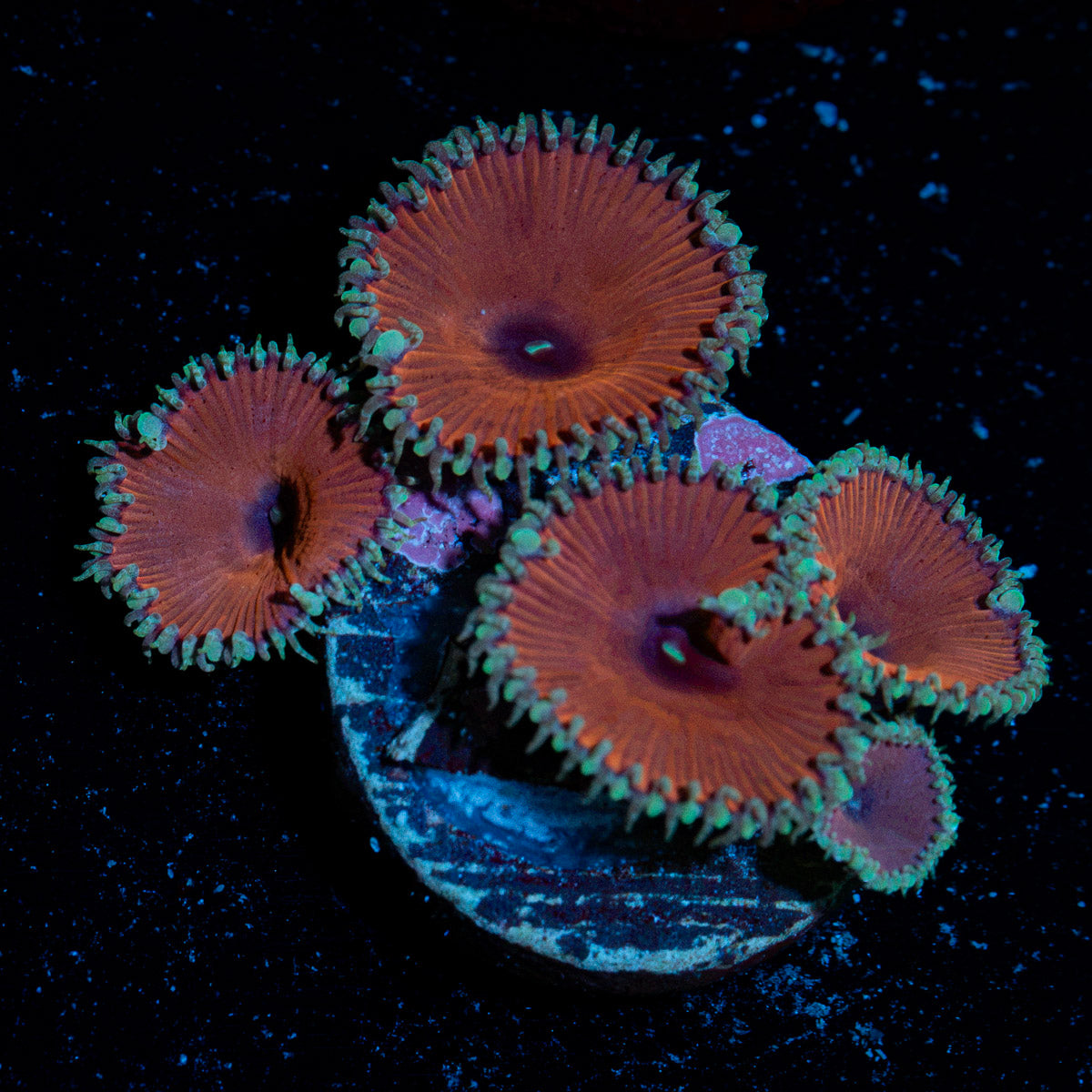 Purple Death Zoanthid Coral colony growth in reef aquarium