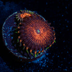 Aztec Warrior Zoanthid coral colony growth in reef aquarium