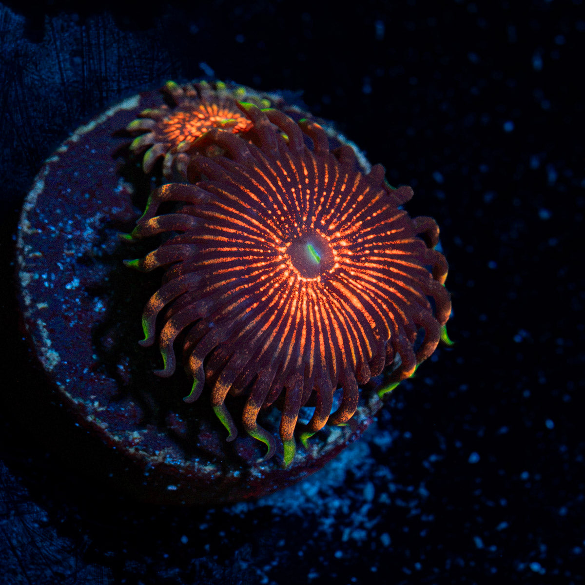 Aztec Warrior Zoanthid coral colony growth in reef aquarium