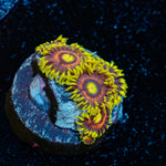 Kamikaze Zoanthid Coral colony growth in reef aquarium