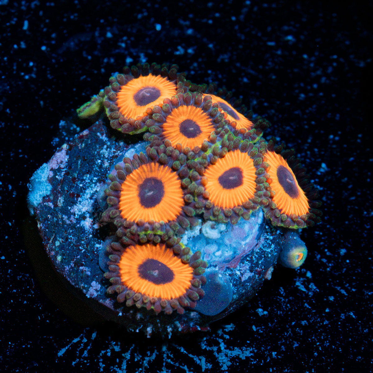 Spagittigatos Zoanthid Coral colony growth in reef aquarium