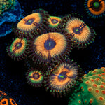 Desert Storms Zoanthid Coral colony growth in reef aquarium
