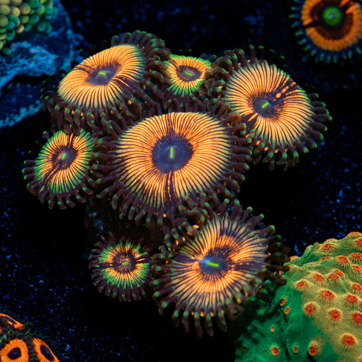 Desert Storms Zoanthid Coral colony growth in reef aquarium