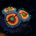Bimbo Zoanthid Coral with colony growth in reef aquarium