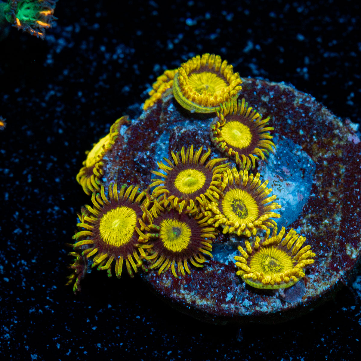 Kinda Midas Zoanthid Coral colony growth in reef aquarium