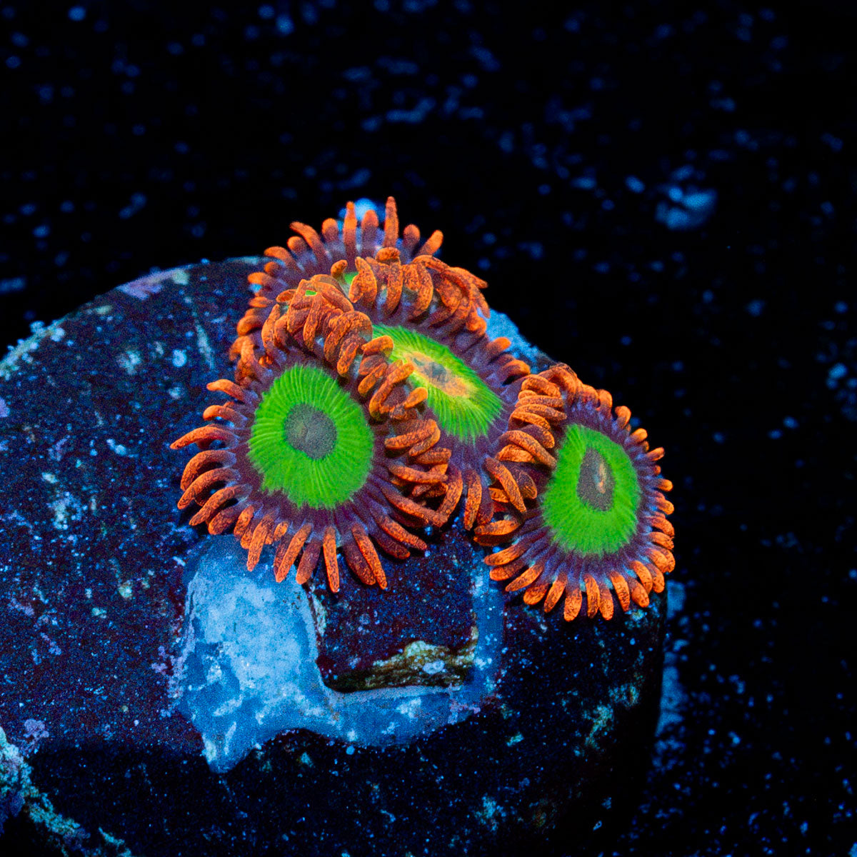 Emerald on fire Zoanthid Coral with colony growth in reef aquarium