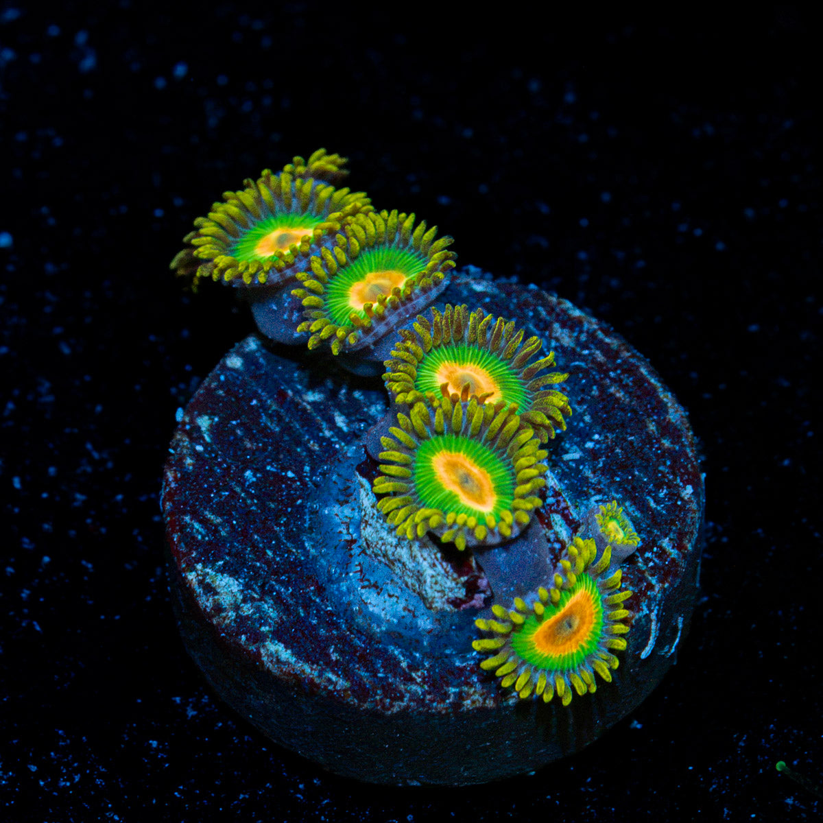 Rasta Zoanthid Coral colony growth in reef aquarium