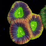 Dragon Soul Favia Coral with encrusting growth in reef aquarium