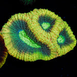 Dragon Slayer Favia Coral with encrusting growth in reef aquarium