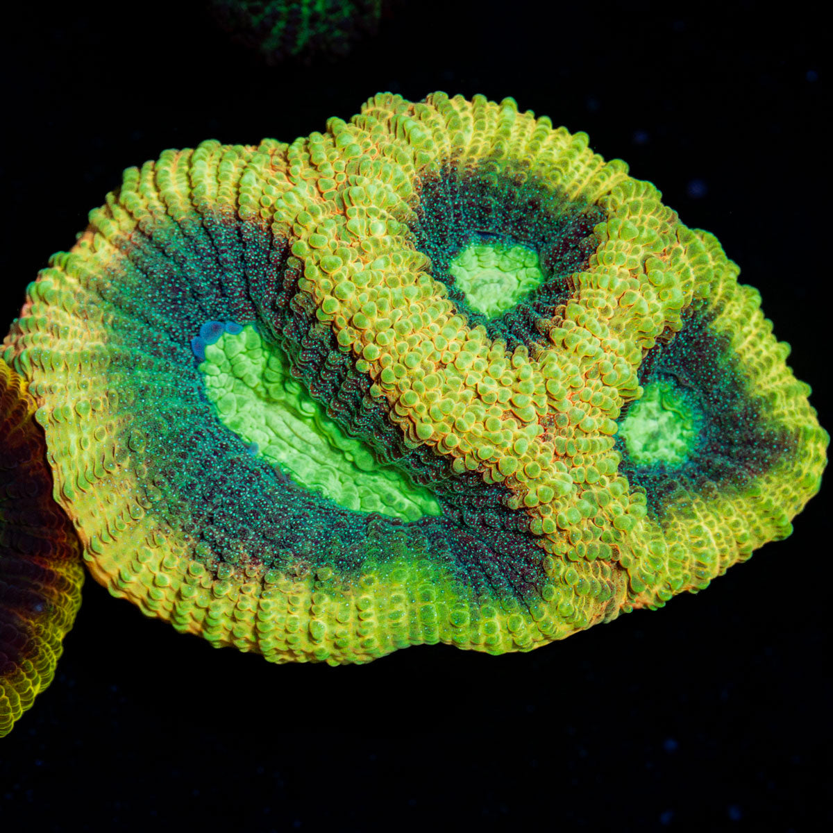 Dragon Slayer Favia Coral with encrusting growth in reef aquarium