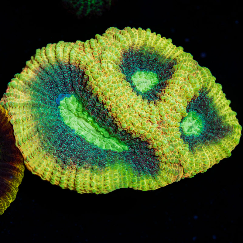 Dragon Slayer Favia Coral with encrusting growth in reef aquarium