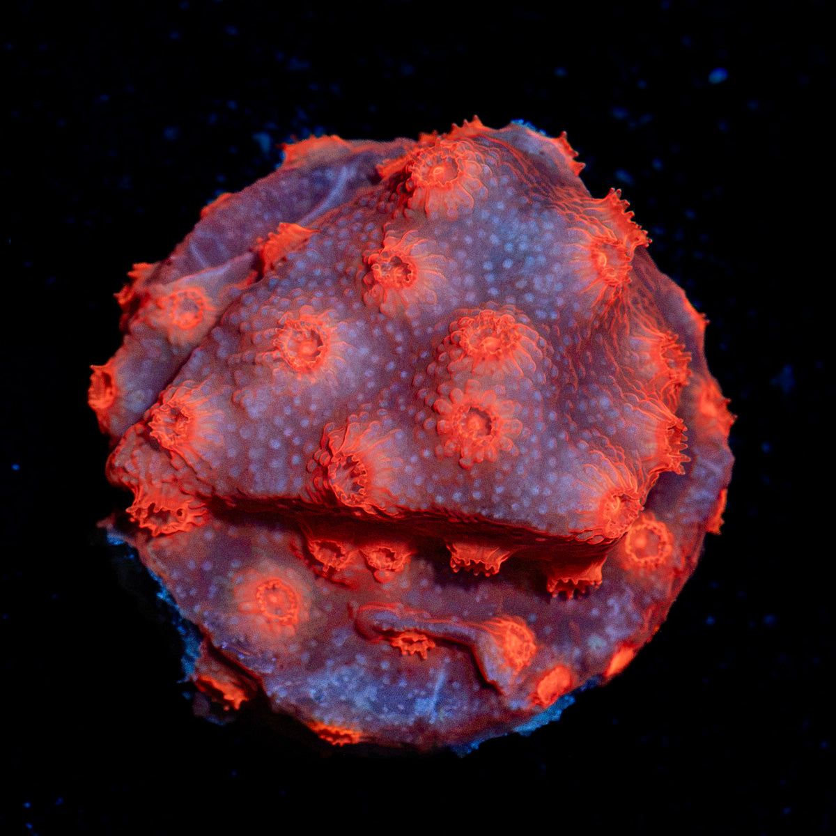 Red Brick Cyphastrea Coral with encrusting growth in reef aquarium