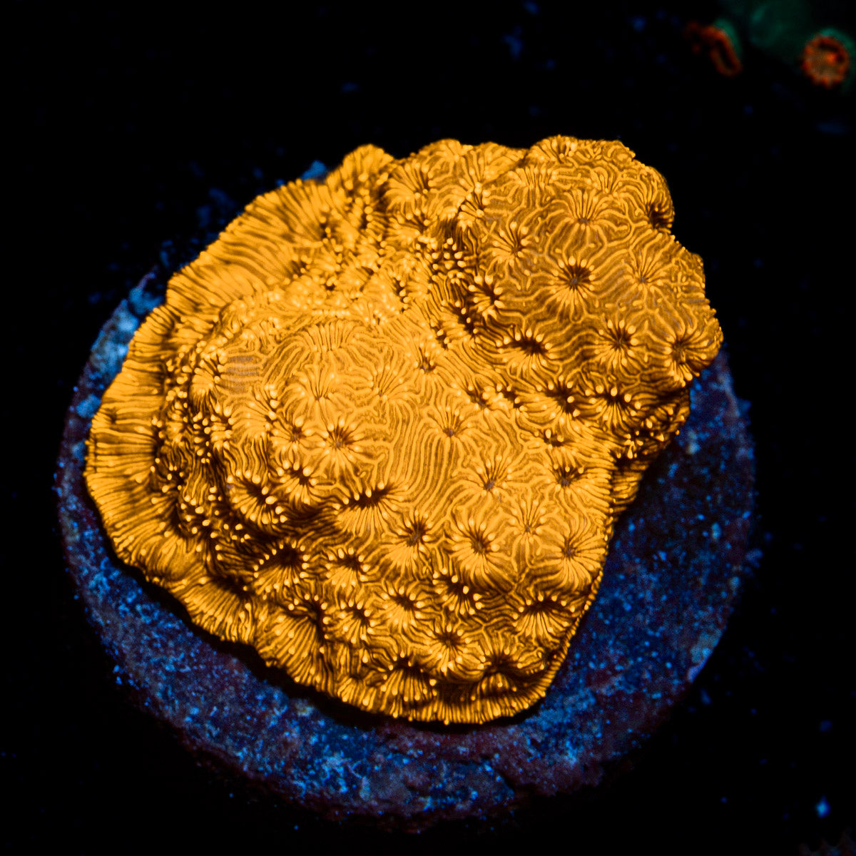 Orange Pavona Coral with encrusting growth in reef aquarium