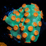 Meteor Shower Cyphastrea Coral with encrusting growth in reef aquarium