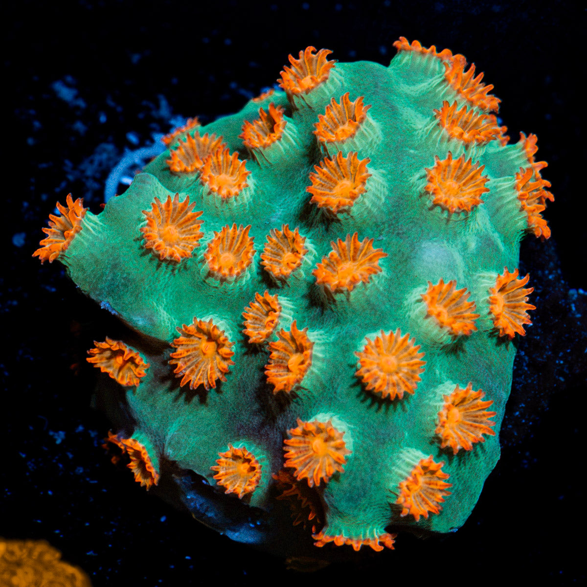 Meteor Shower Cyphastrea Coral with encrusting growth in reef aquarium