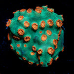Meteor Shower Cyphastrea Coral with encrusting growth in reef aquarium