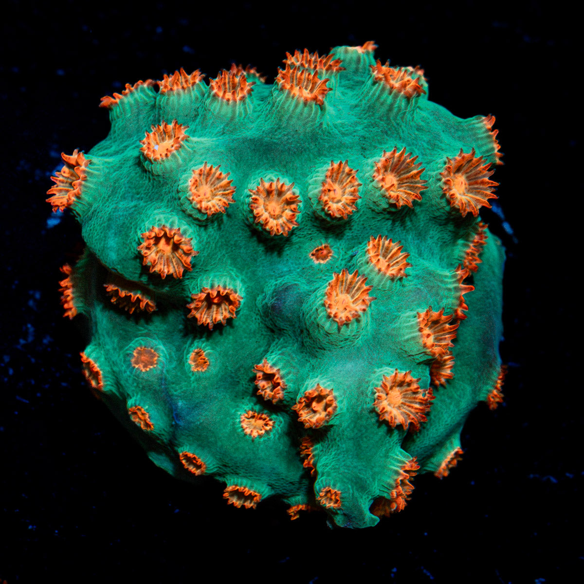 Meteor Shower Cyphastrea Coral with encrusting growth in reef aquarium
