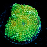 Green Ricordea Mushroom Coral with mushroom disc in reef aquarium