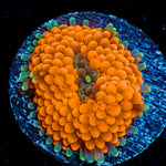 Orange Ricordea Mushroom Coral with mushroom disc in reef aquarium