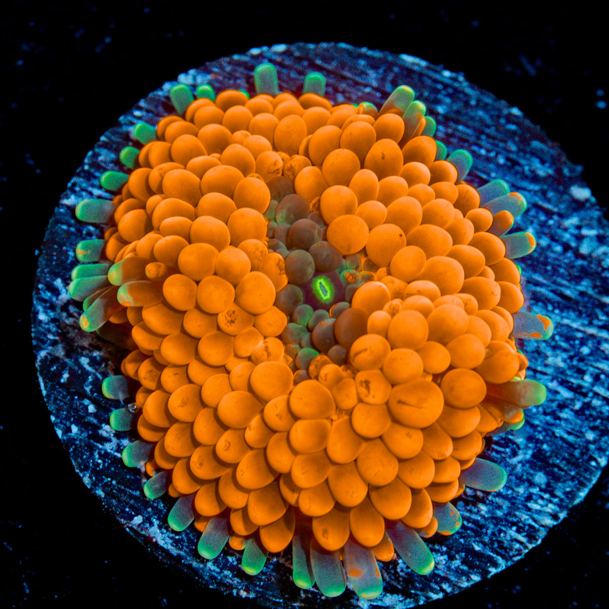 Orange Ricordea Mushroom Coral with mushroom disc in reef aquarium