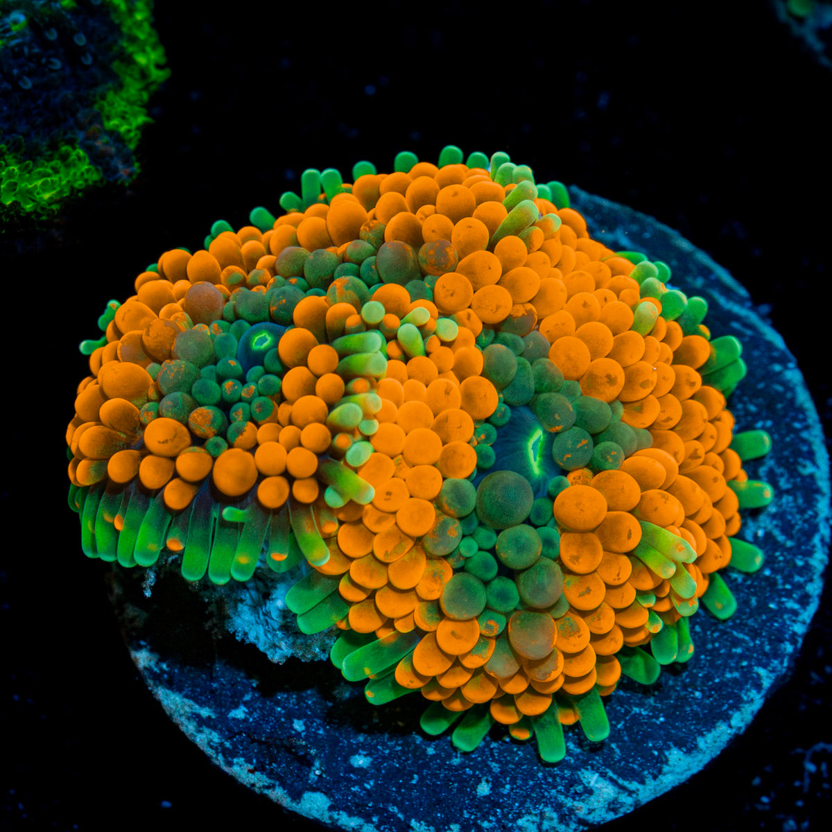 Orange Ricordea Mushroom Coral with mushroom disc in reef aquarium