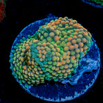 Peach Ricordea Mushroom coral with mushroom disc in reef aquarium