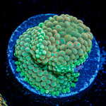 Peach Ricordea Mushroom coral with mushroom disc in reef aquarium