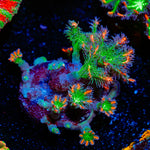 ARC Firework Clove Polyps Coral with colony growth in reef aquarium