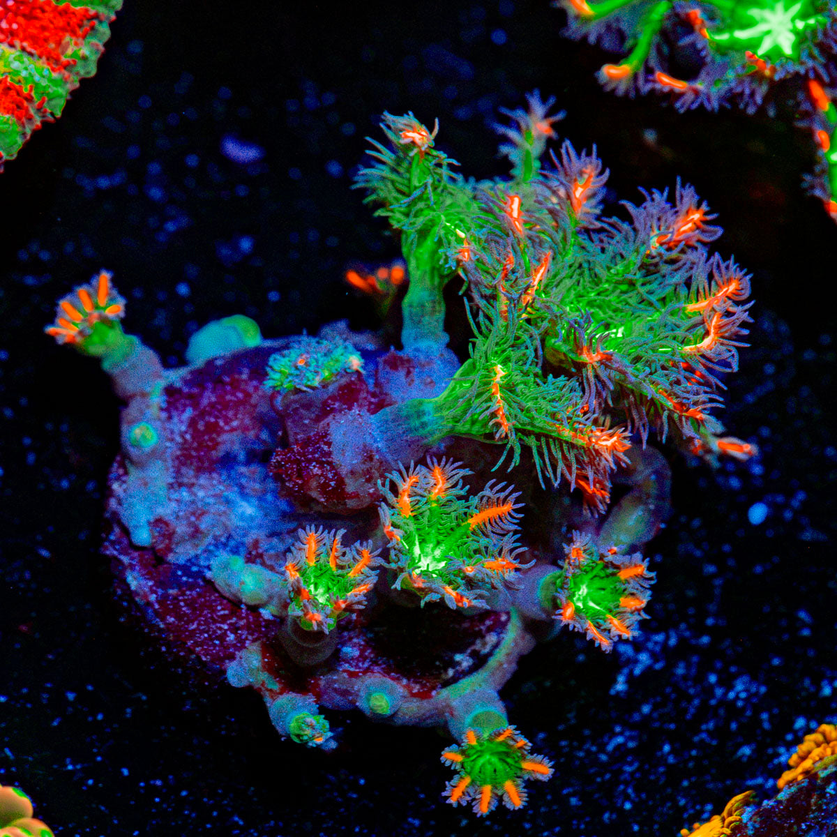 ARC Firework Clove Polyps Coral with colony growth in reef aquarium
