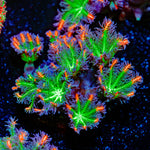 ARC Firework Clove Polyps Coral with colony growth in reef aquarium