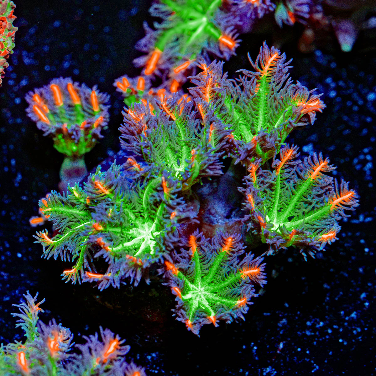 ARC Firework Clove Polyps Coral with colony growth in reef aquarium