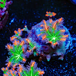ARC Firework Clove Polyps Coral with colony growth in reef aquarium