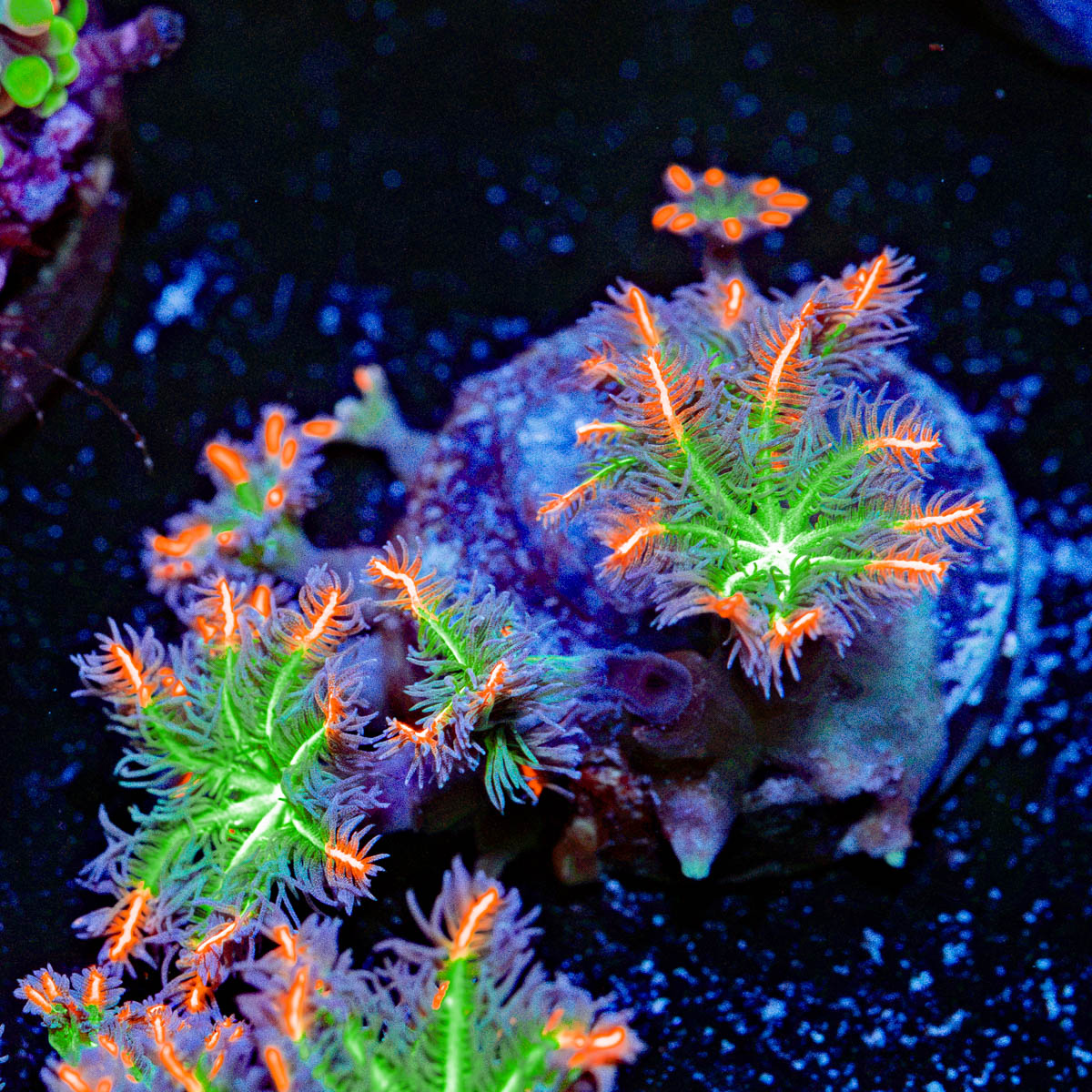 ARC Firework Clove Polyps Coral with colony growth in reef aquarium
