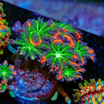 ARC Firework Clove Polyps Coral with colony growth in reef aquarium