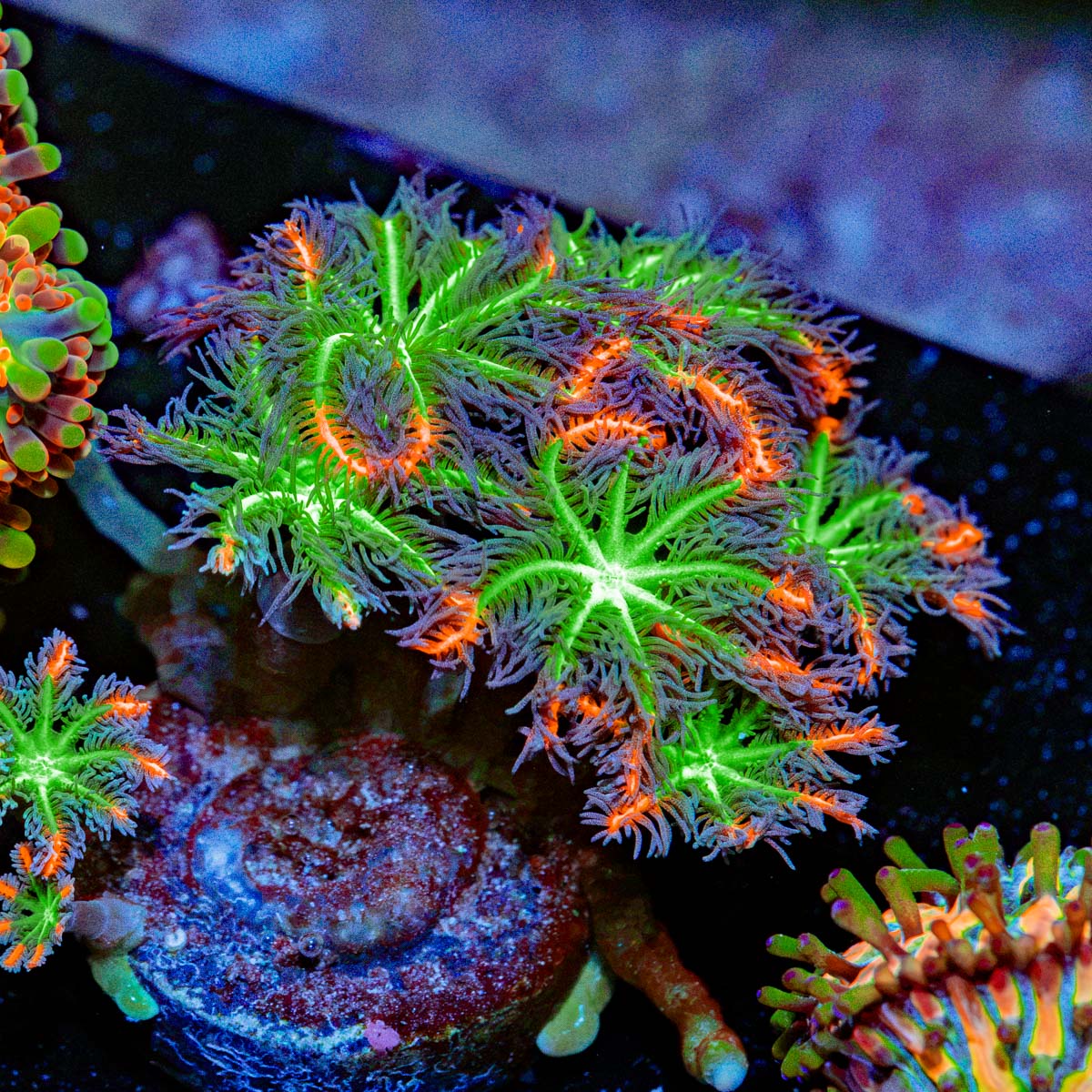 ARC Firework Clove Polyps Coral with colony growth in reef aquarium