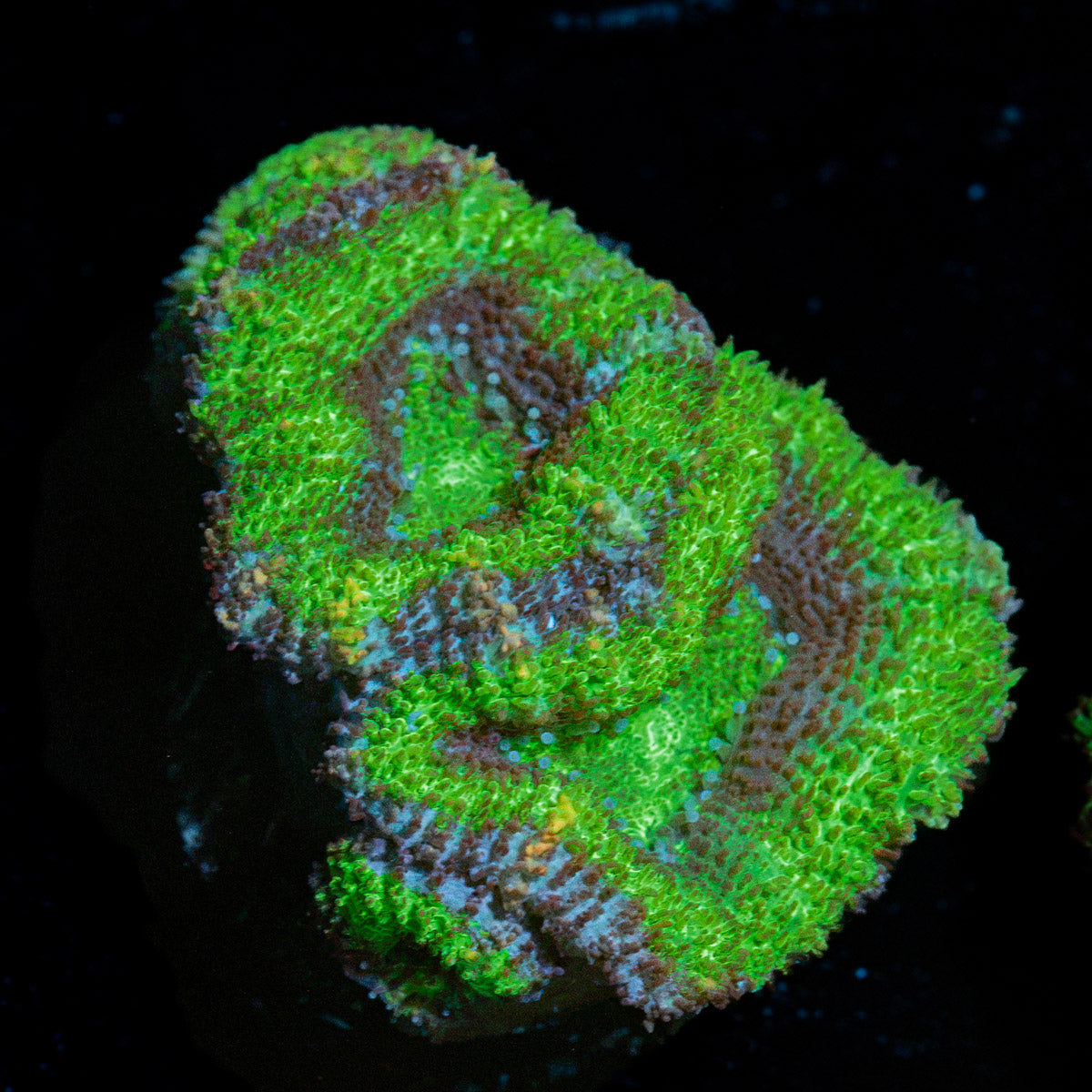 Acan Coral with fleshy polyps in reef aquarium