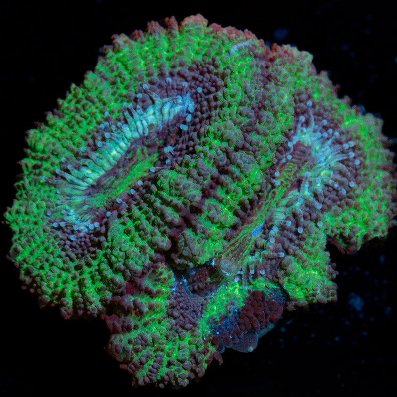 Acan Coral with fleshy polyps in reef aquarium