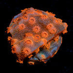 BrimStone Cypreastrea - riptide aquaculture llc