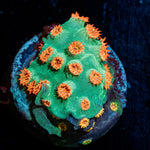 Meteor Shower Cpyreastrea - riptide aquaculture llc