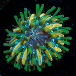 Hallucination Baby Plate Fungia - riptide aquaculture llc