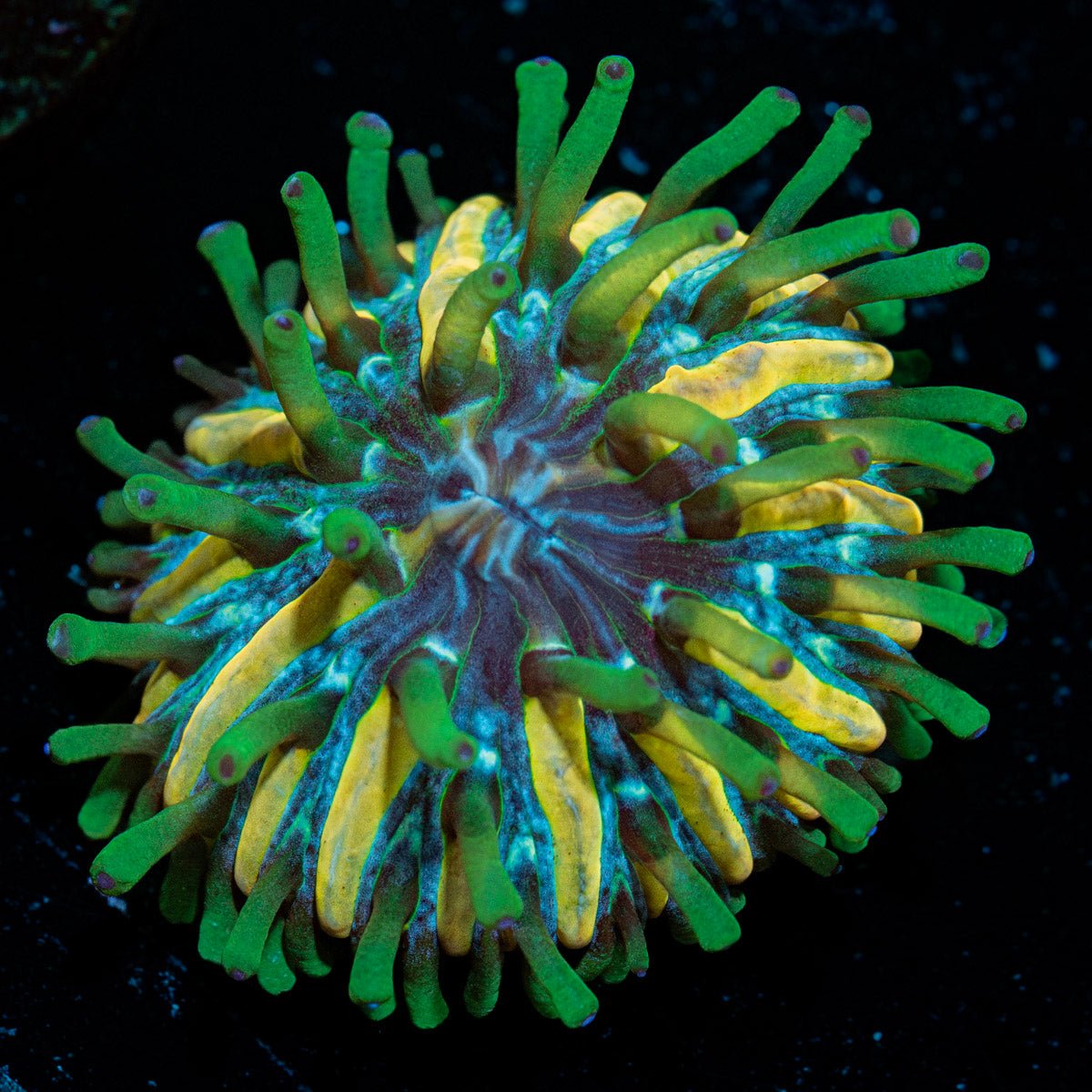Hallucination Baby Plate Fungia - riptide aquaculture llc