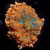 Charmander Rhodactis Mushroom - riptide aquaculture llc